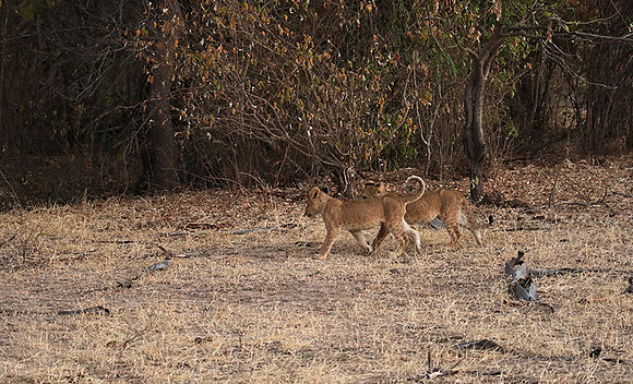Selous