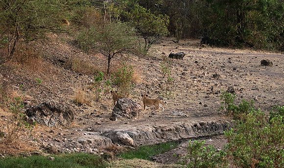 Selous