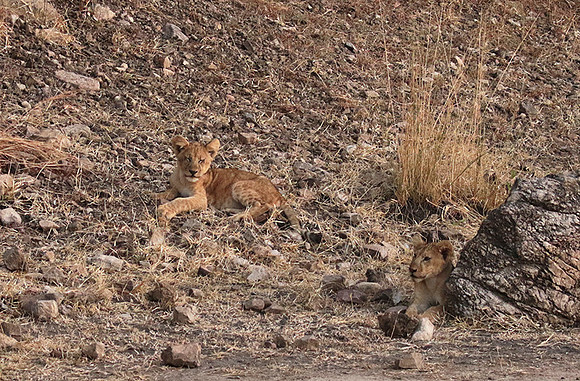 Selous