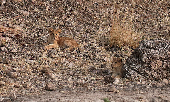 Selous