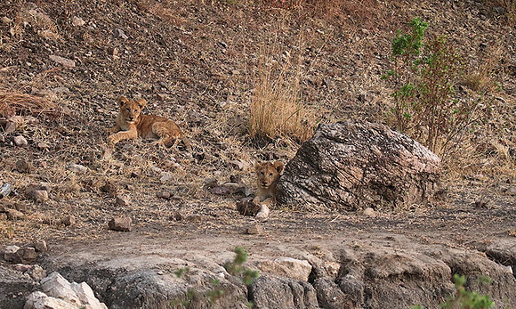 Selous