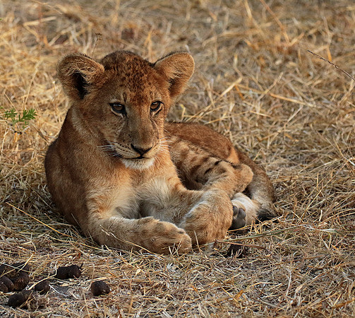 Selous