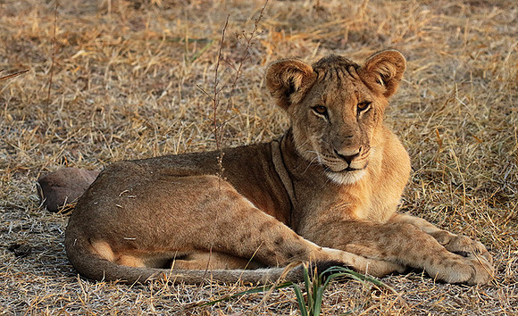 Selous