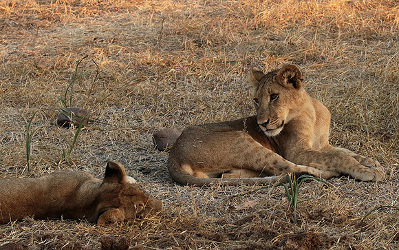 Selous