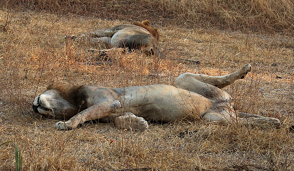 Selous