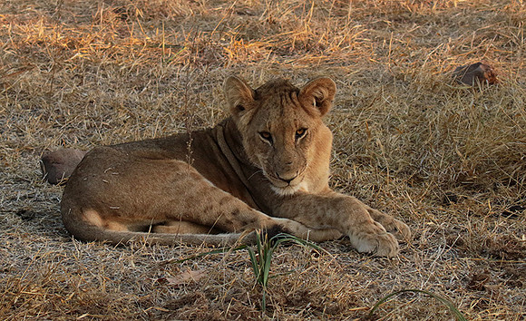 Selous