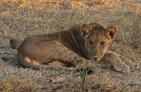 Selous