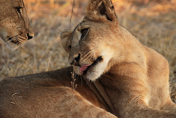 Selous
