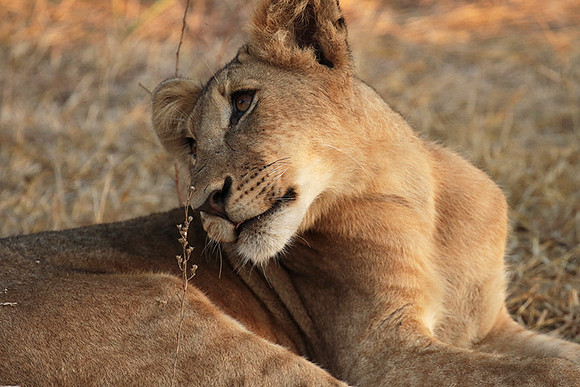 Selous