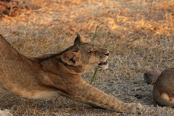 Selous
