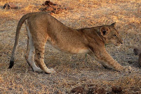 Selous