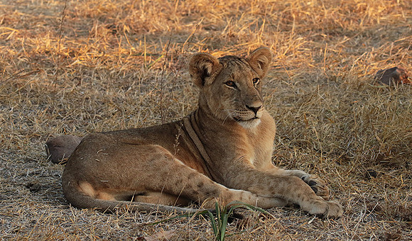 Selous