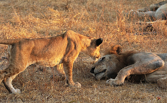 Selous