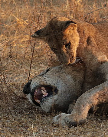 Selous