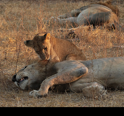 Selous