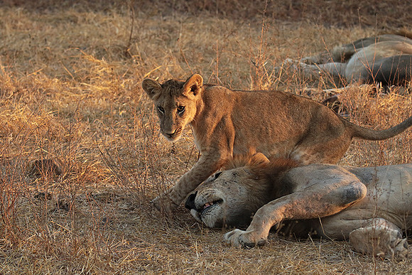 Selous
