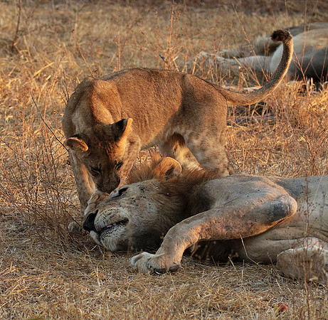 Selous