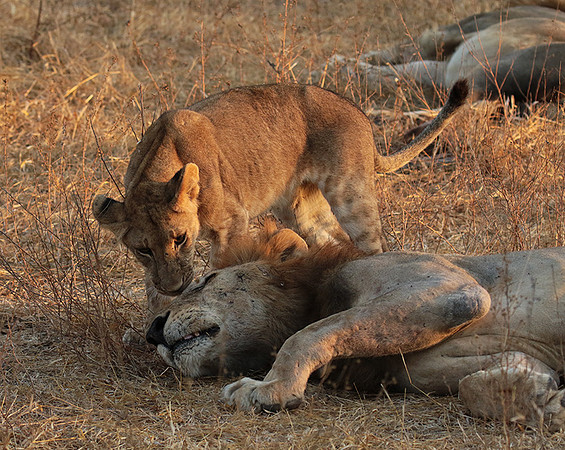 Selous