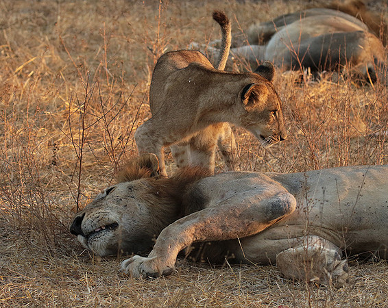 Selous