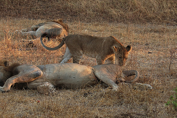 Selous