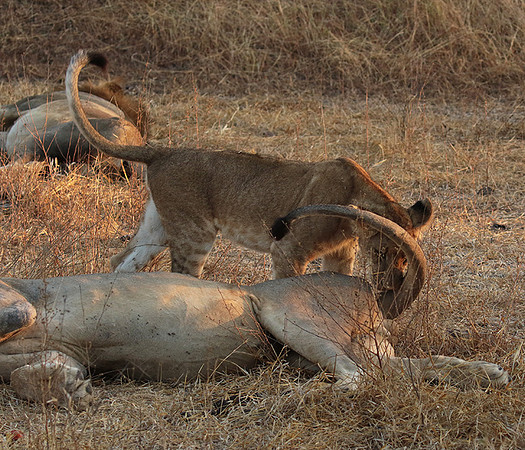 Selous