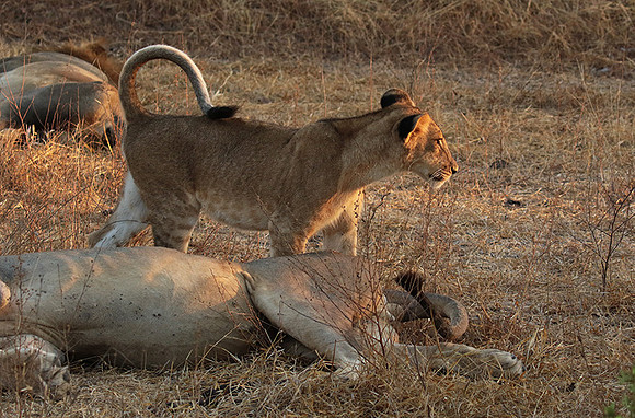 Selous