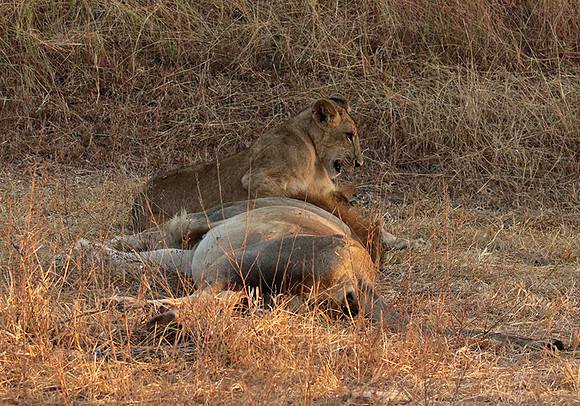 Selous