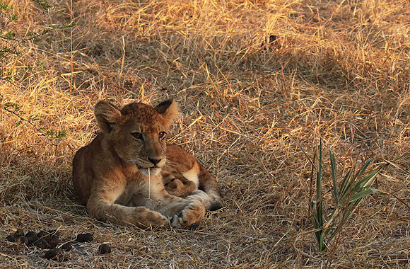 Selous