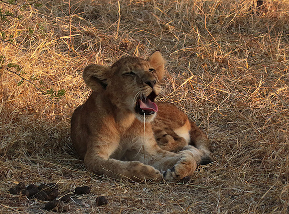Selous