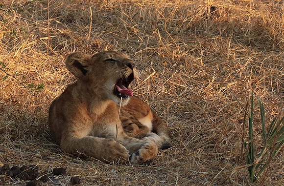 Selous