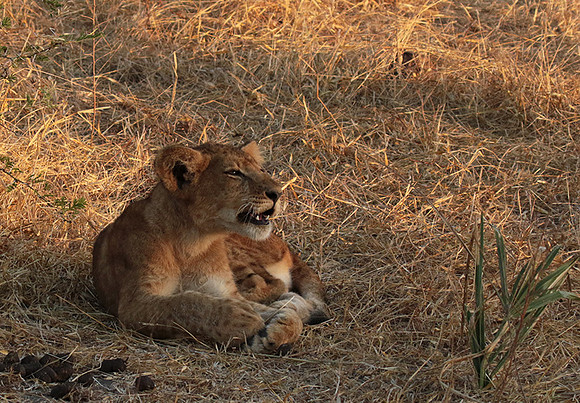 Selous