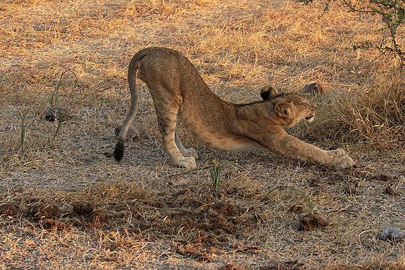 Selous