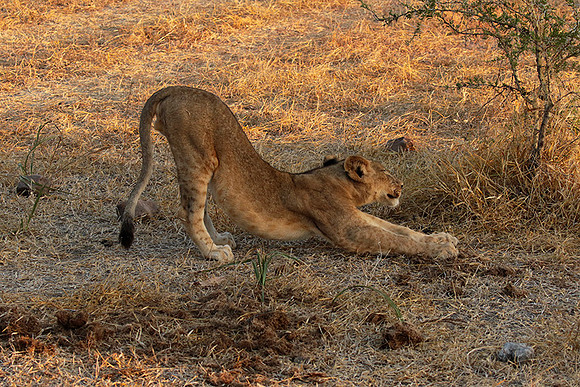 Selous