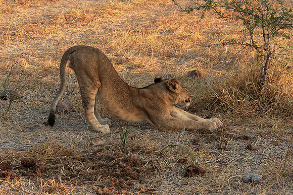 Selous