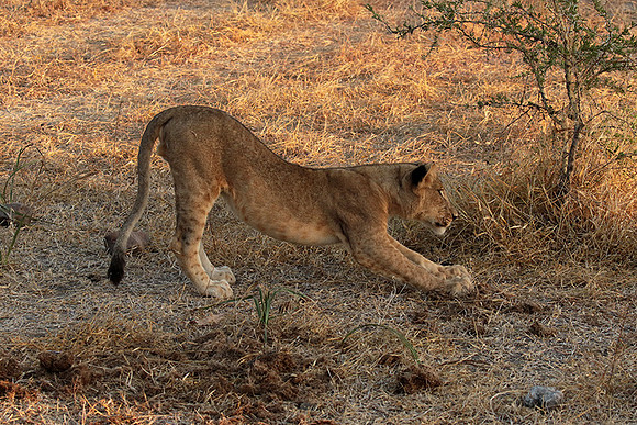 Selous