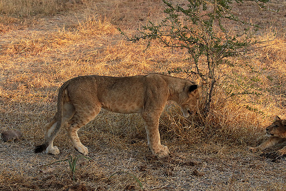 Selous