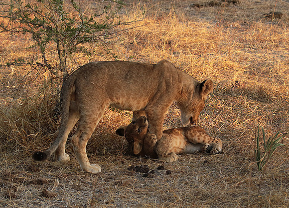 Selous