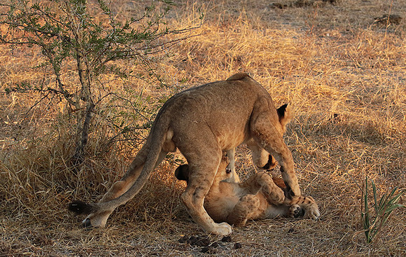 Selous