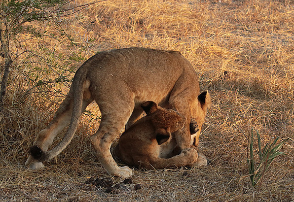 Selous