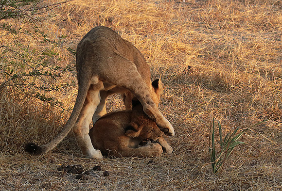 Selous