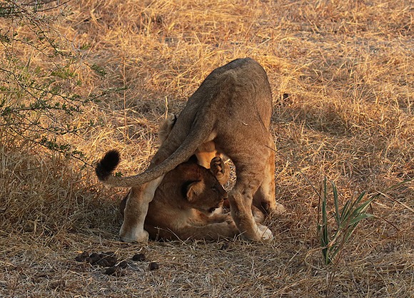 Selous