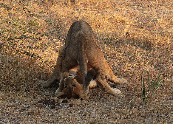 Selous