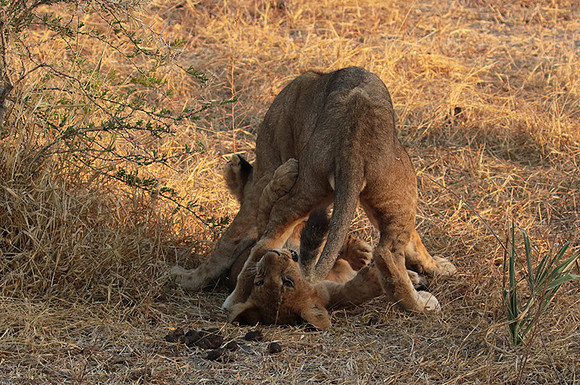 Selous