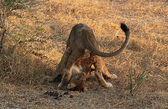 Selous