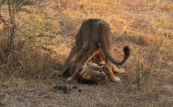 Selous