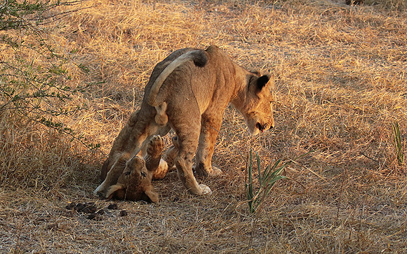 Selous
