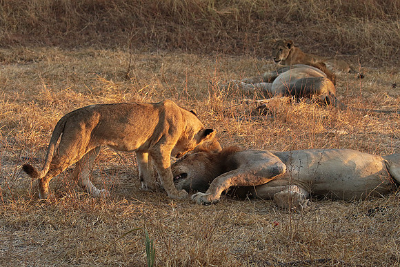 Selous