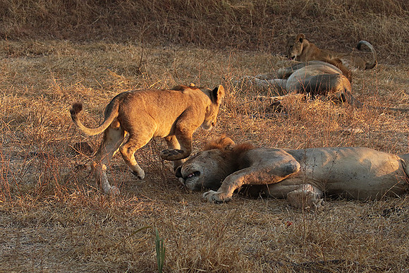 Selous