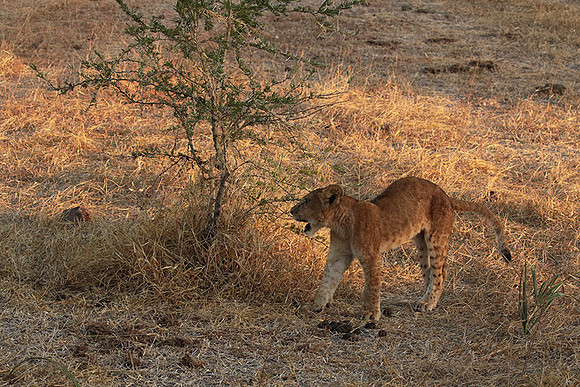 Selous