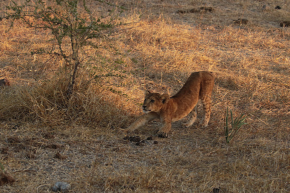 Selous